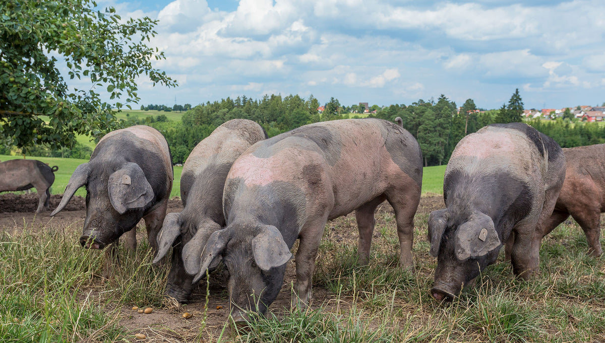 Bäuerliche Erzeugergeimschaft Schwäbisch Hall Schweine 